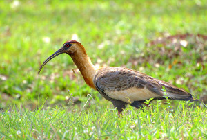 CURICACA (Theristicus caudatus)