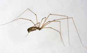 Pholcus sp.