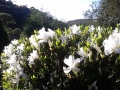 azaleia branca